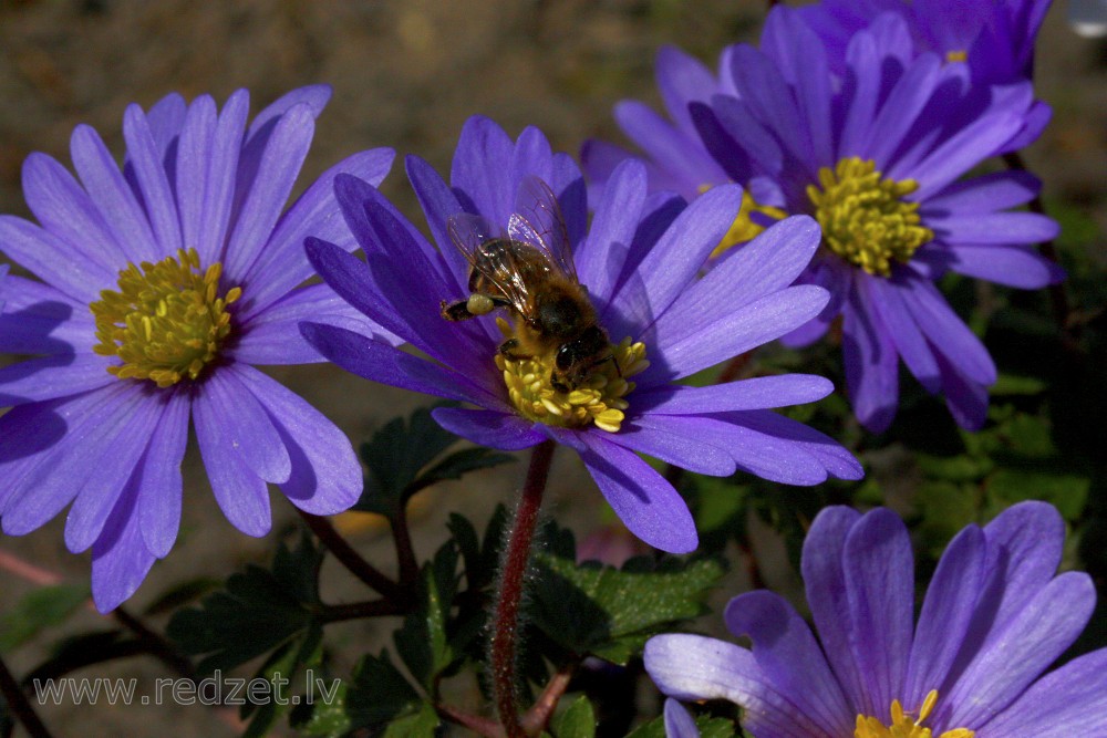 Greek Anemone (Anemonoides blanda)