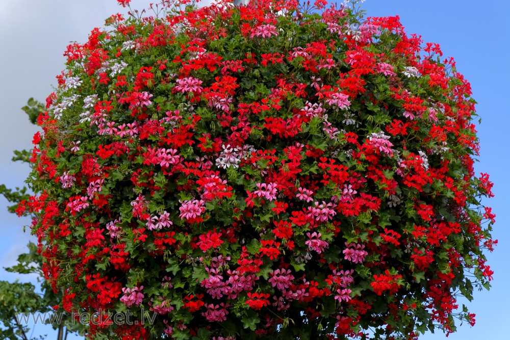 Vairogveida pelargonija 