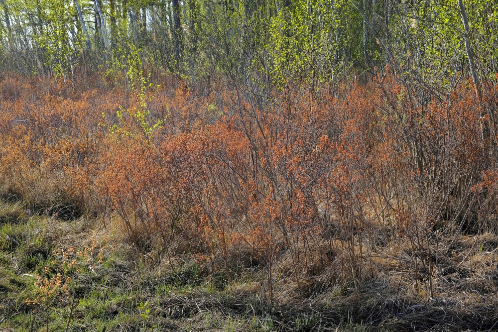 Parastā purvmirte ezera malā
