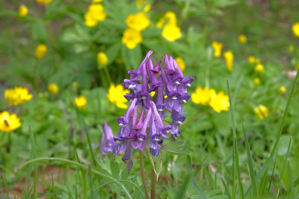 Blīvguma cīrulītis Blīvguma cīrulītis