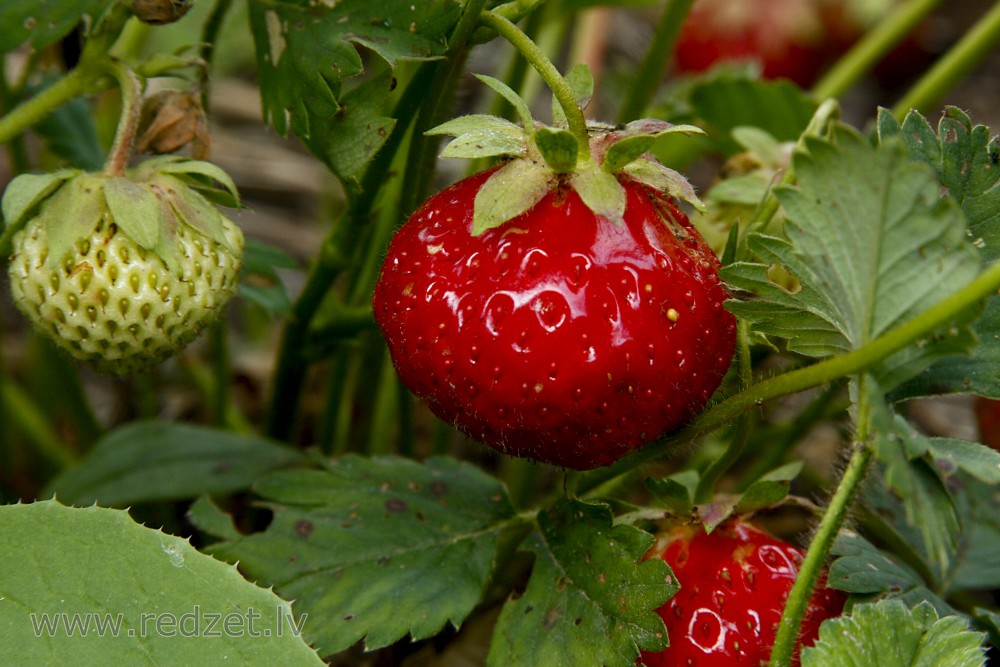 Dārza zemene jeb lielogu zemene