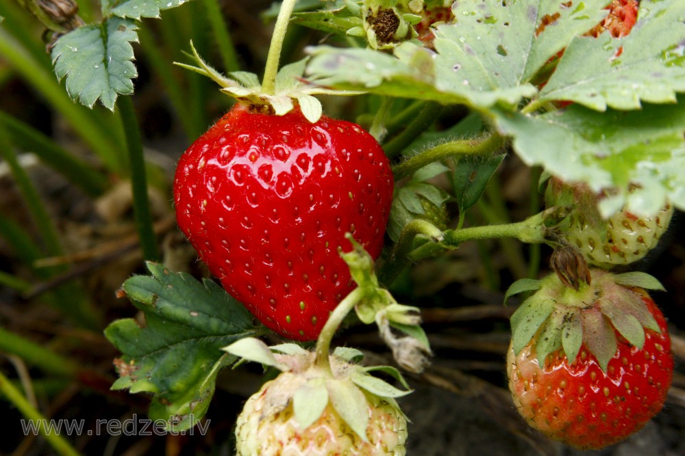 Dārza zemene jeb lielogu zemene