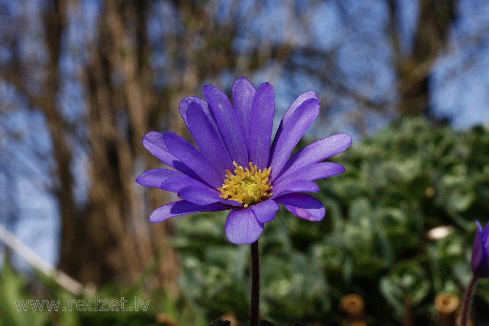 Greek Anemone (Anemonoides blanda)