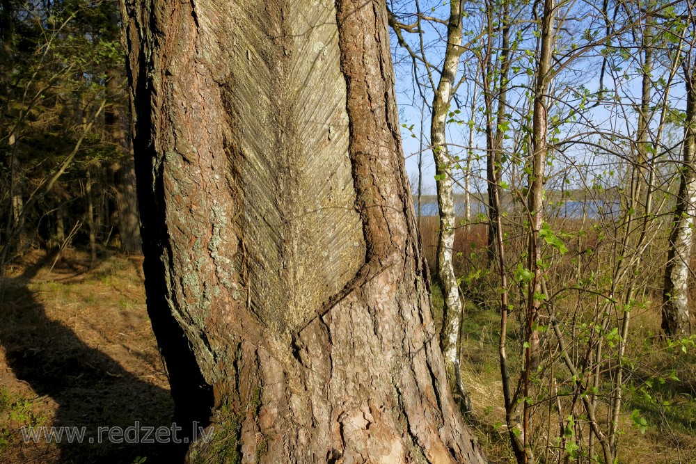 Resin Extraction Pine