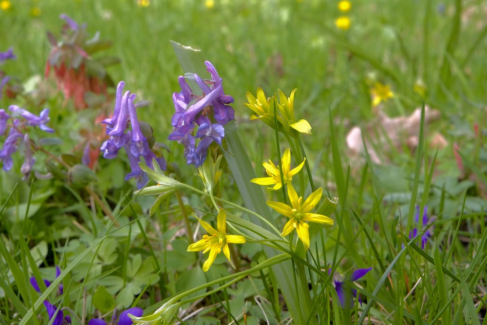 Fumewort and Yellow star-of-Bethlehem