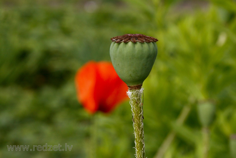 Oriental poppy Pods