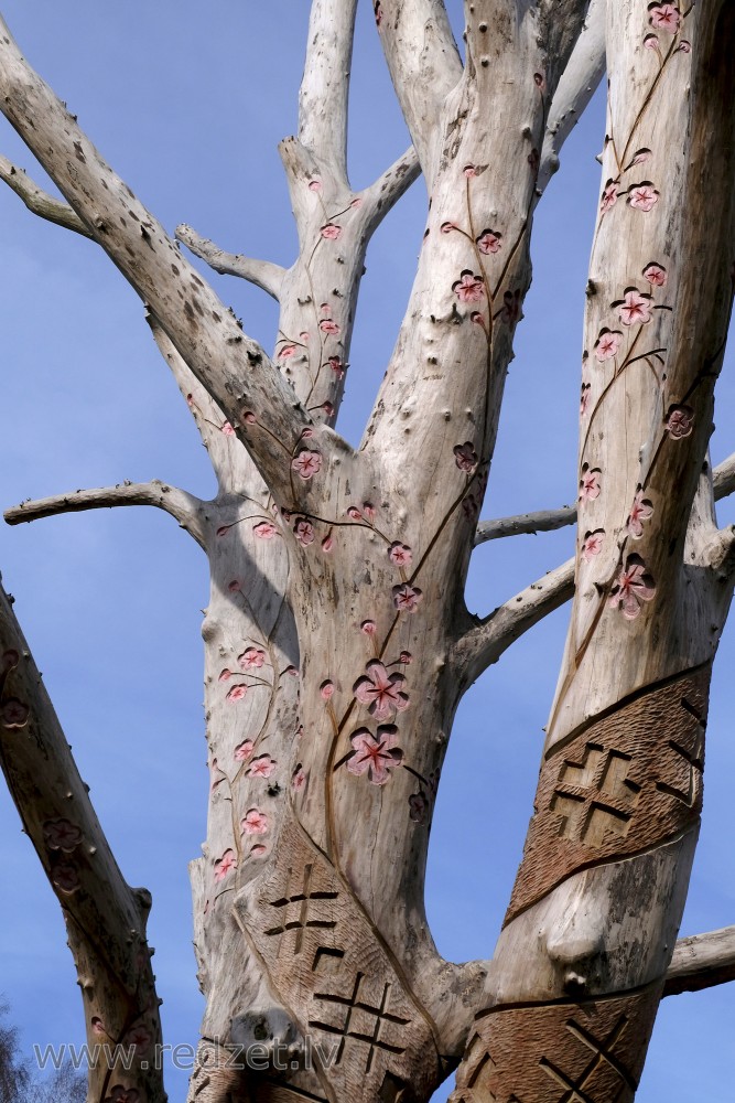 Veteran Wych Elm in Victory Park