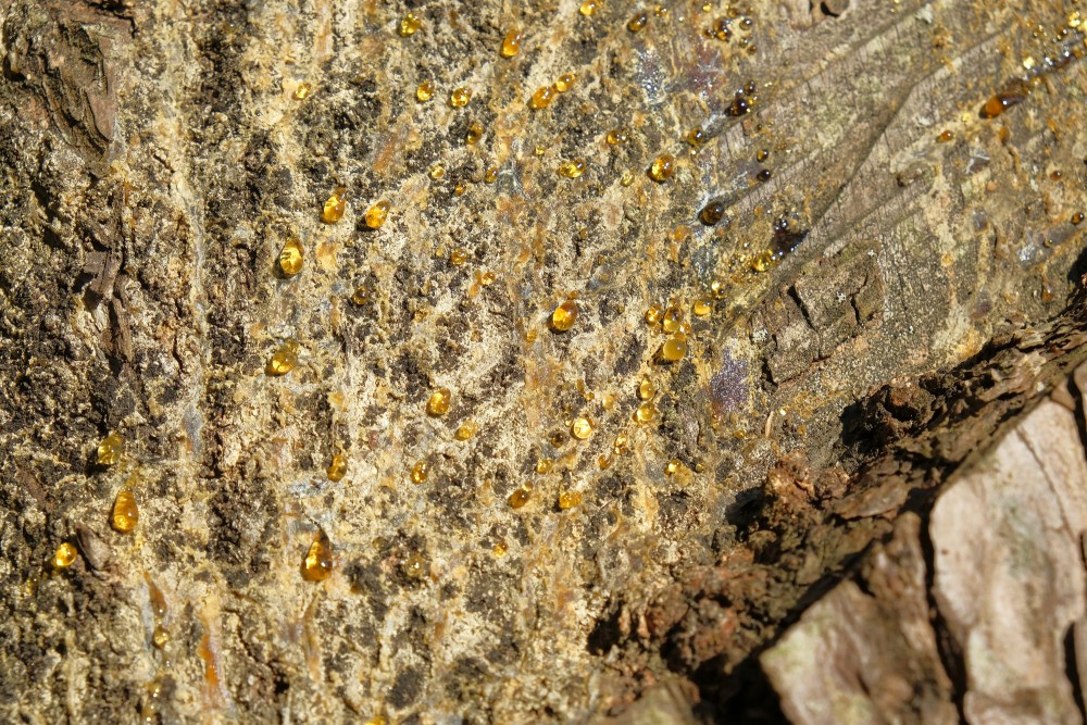 Sveķi uz sveķu ieguves priedes