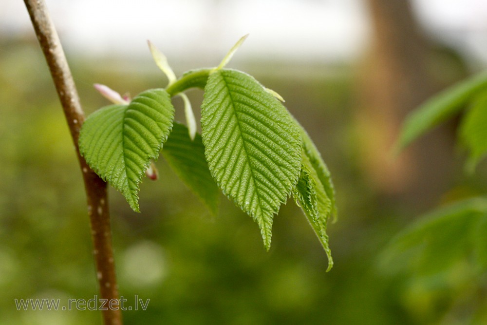 Hazel leaves in Spring