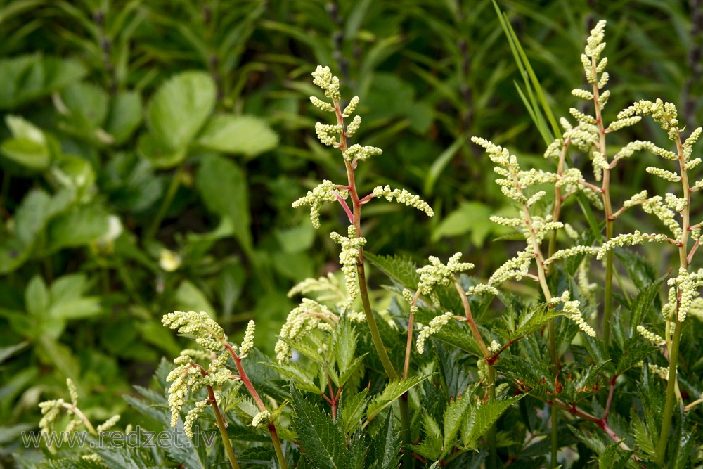 Astilbes