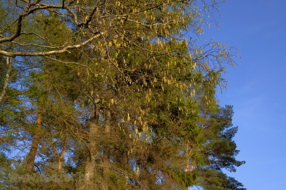 Birch and Pine in Spring