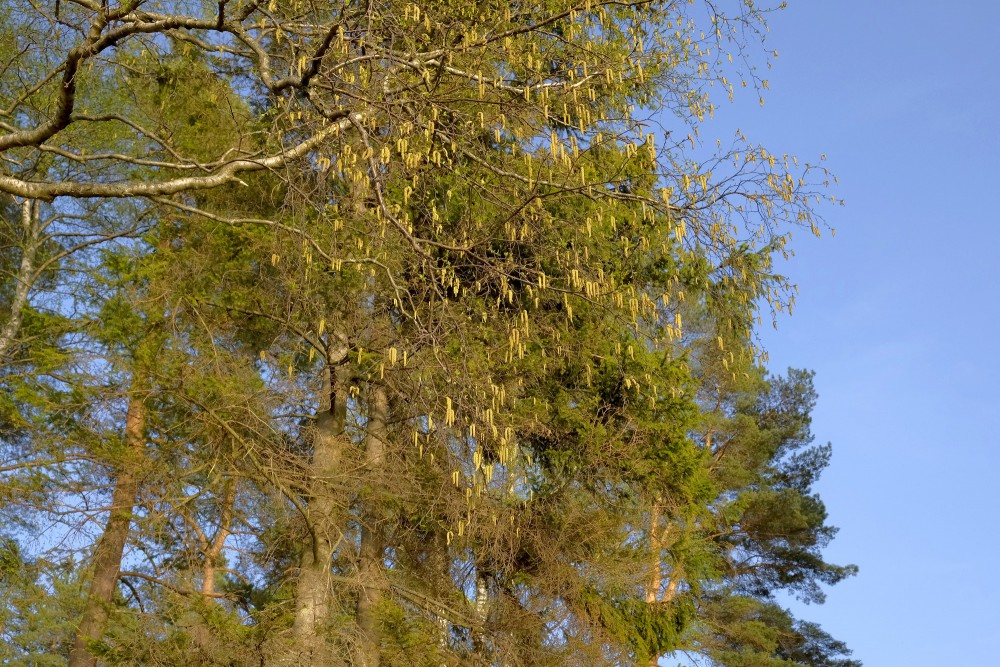 Bērzs un priedes pavasarī