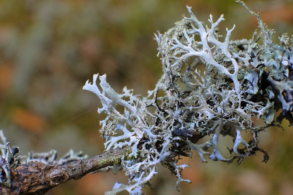 Pseudevernia furfuracea - klijainā pseudevernija