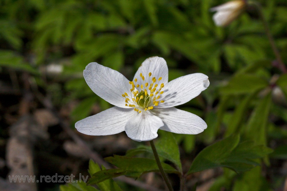 Wood anemone Flower