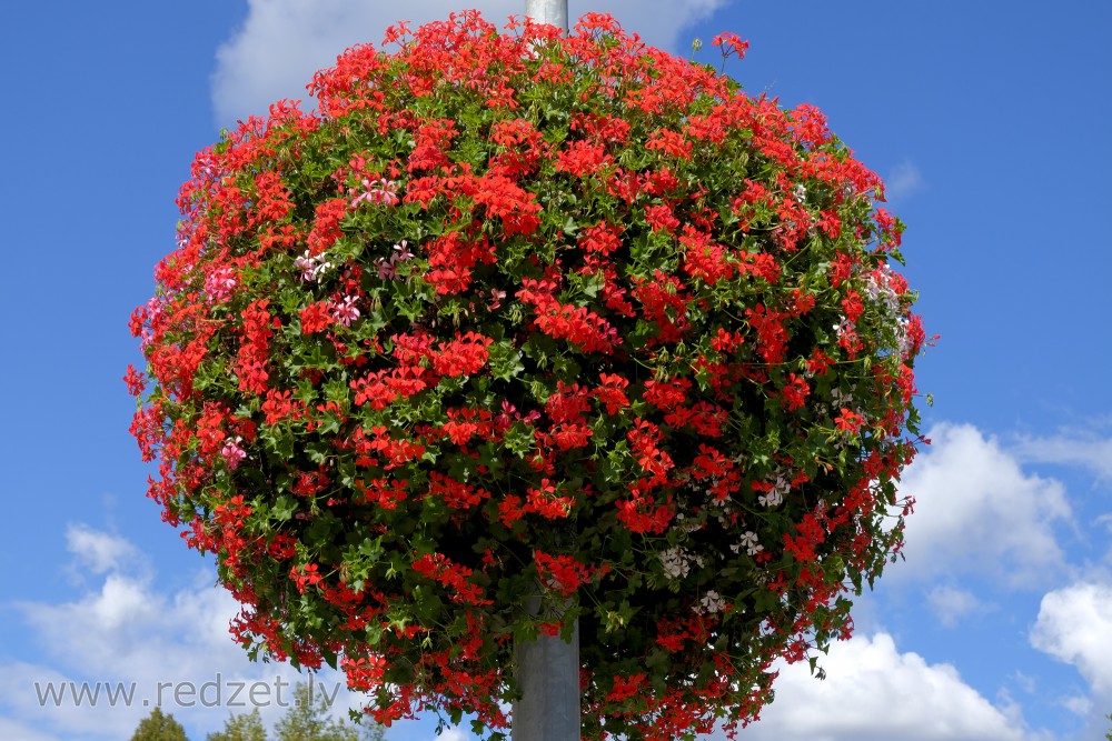 Vairogveida pelargonija 