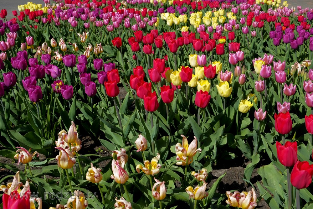 Tulips of Different Colors
