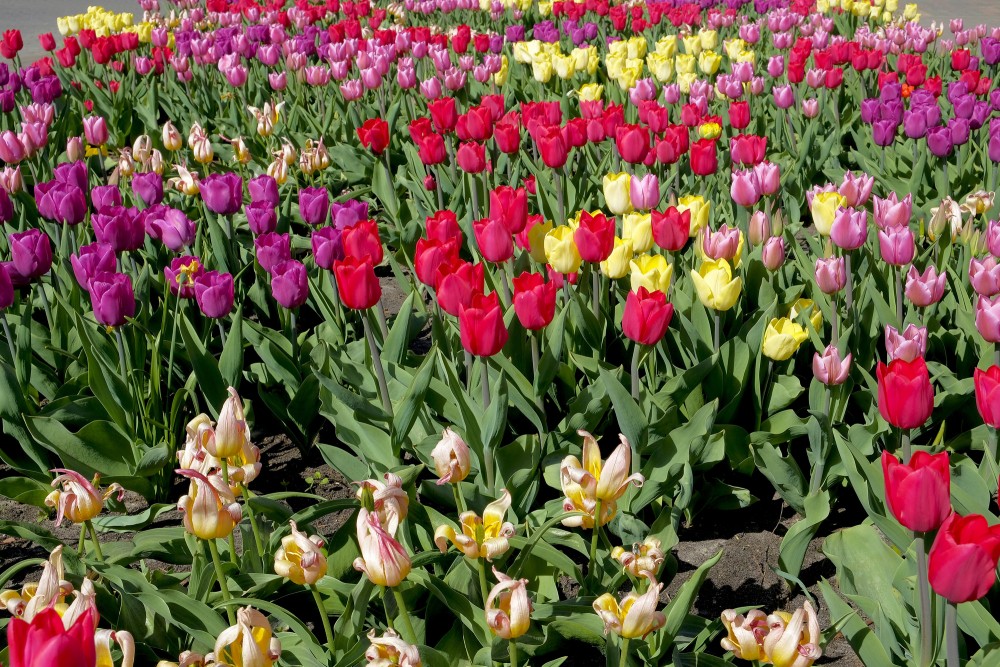 Dažādu krāsu tulpes