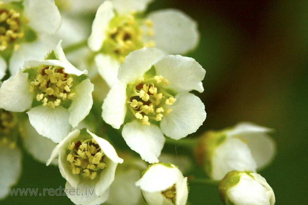 Close up of Bird cherry Flowers