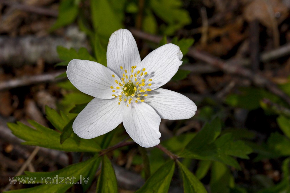 Close-up Of Anemone nemorosa Flower