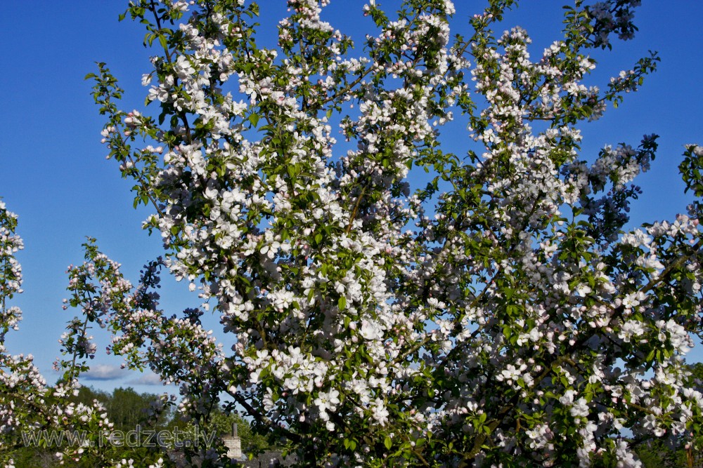 Apple tree flowers