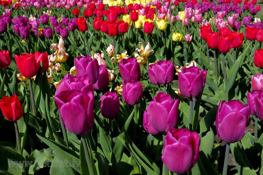 Tulip of Many Colors