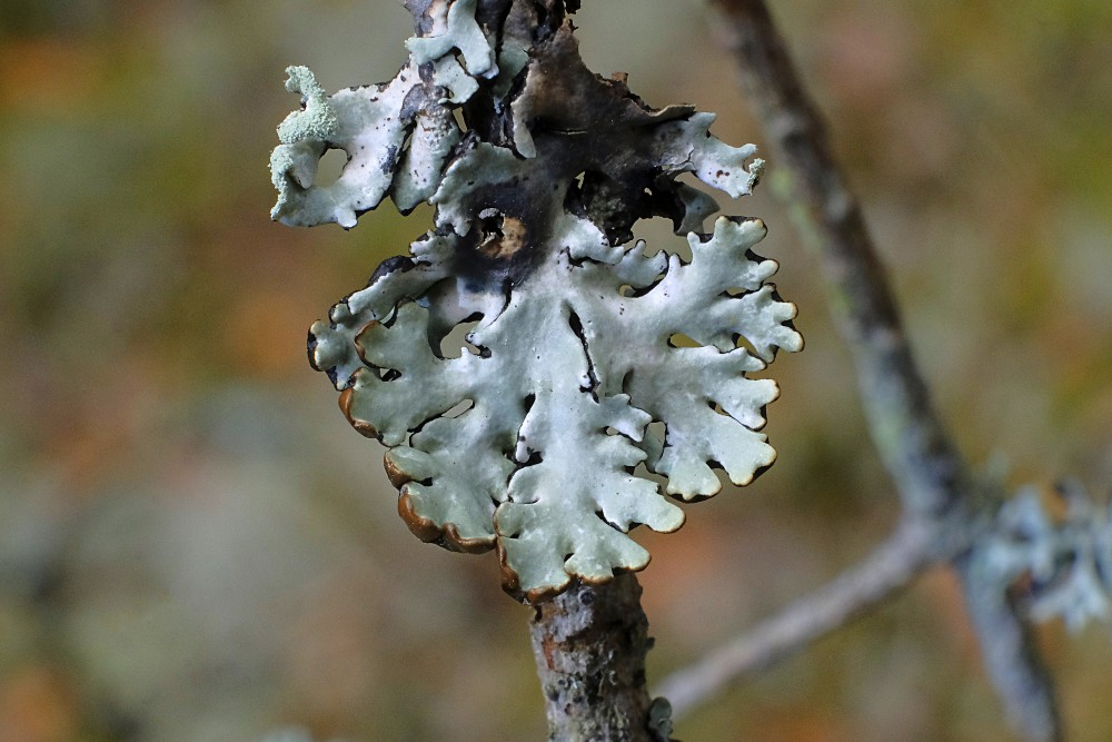 Hypogymnia physodes - pūslīšu hipogimnija