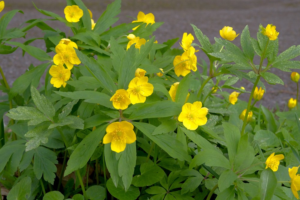 Ranunculus