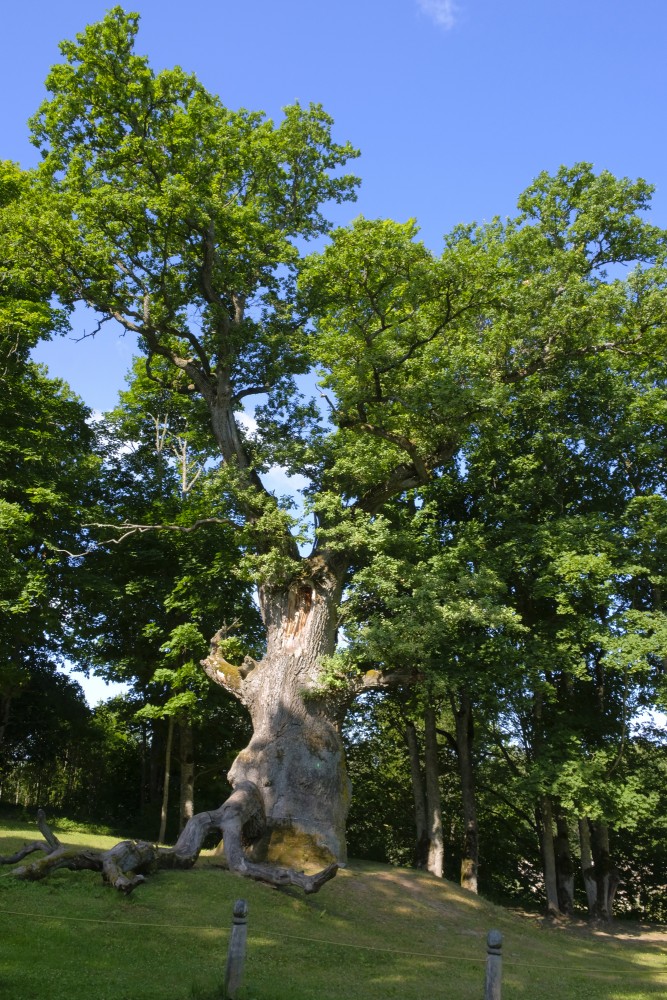 Seja oak