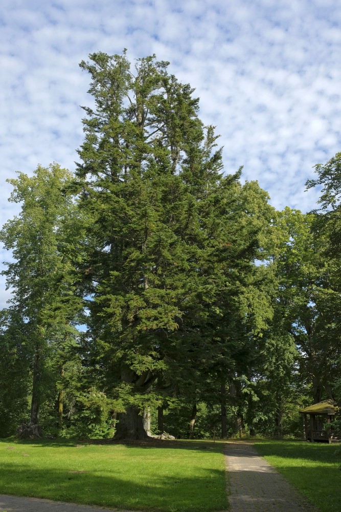 Īvandes muižas baltegle Īvandes muižas baltegle