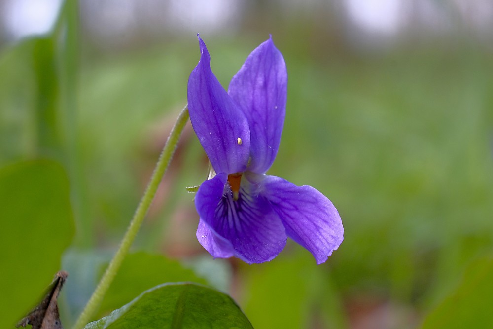 Viola