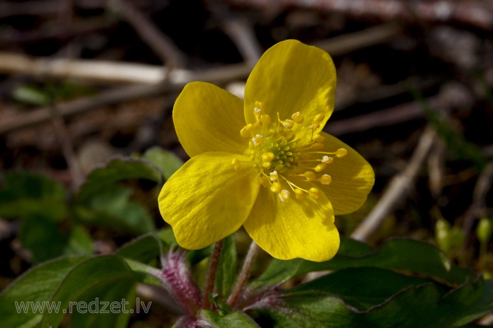 Close-up Of Yellow Anemone Flower