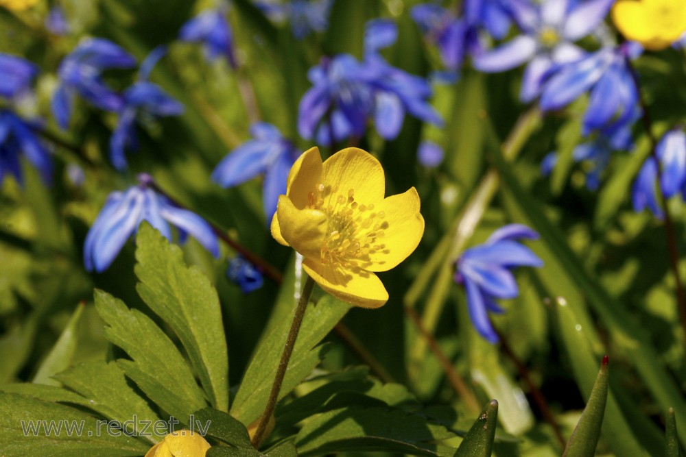 Yellow anemone