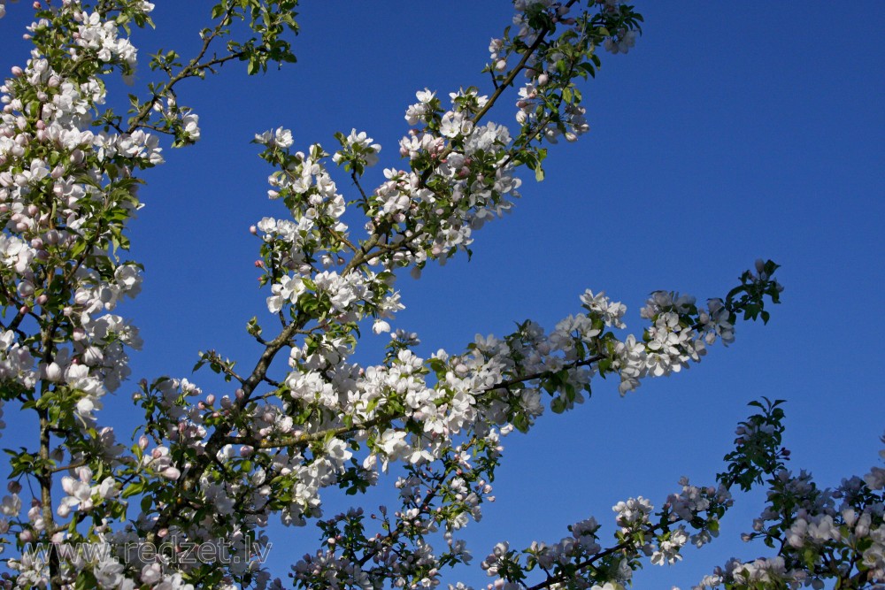 Apple tree flowers