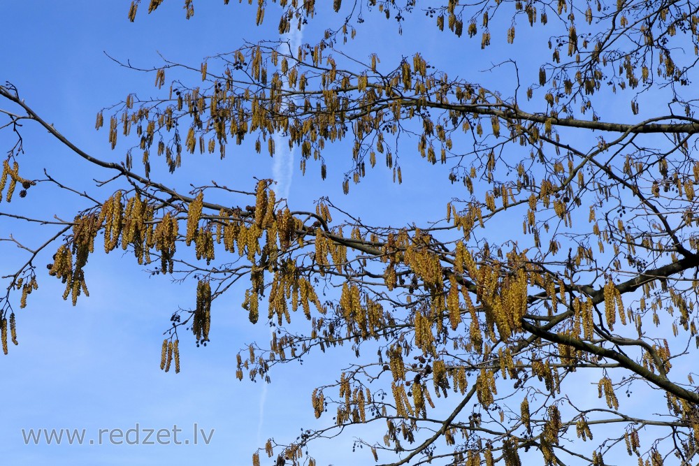 Black Alders' Catkins 