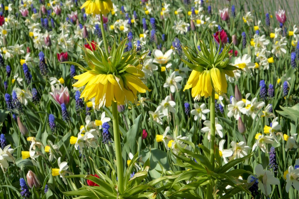 Puķu dobe ar Ķeizarisko fritilāriju