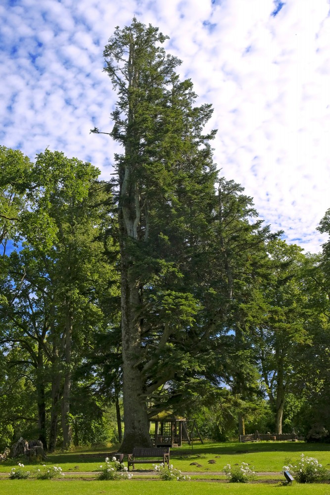 Īvande Fir