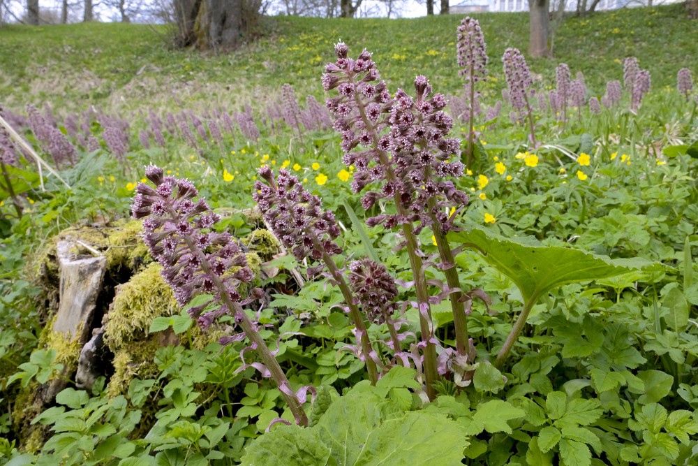 (Petasites hybridus) Butterbur