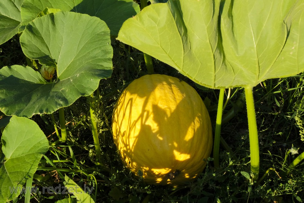 Pumpkin