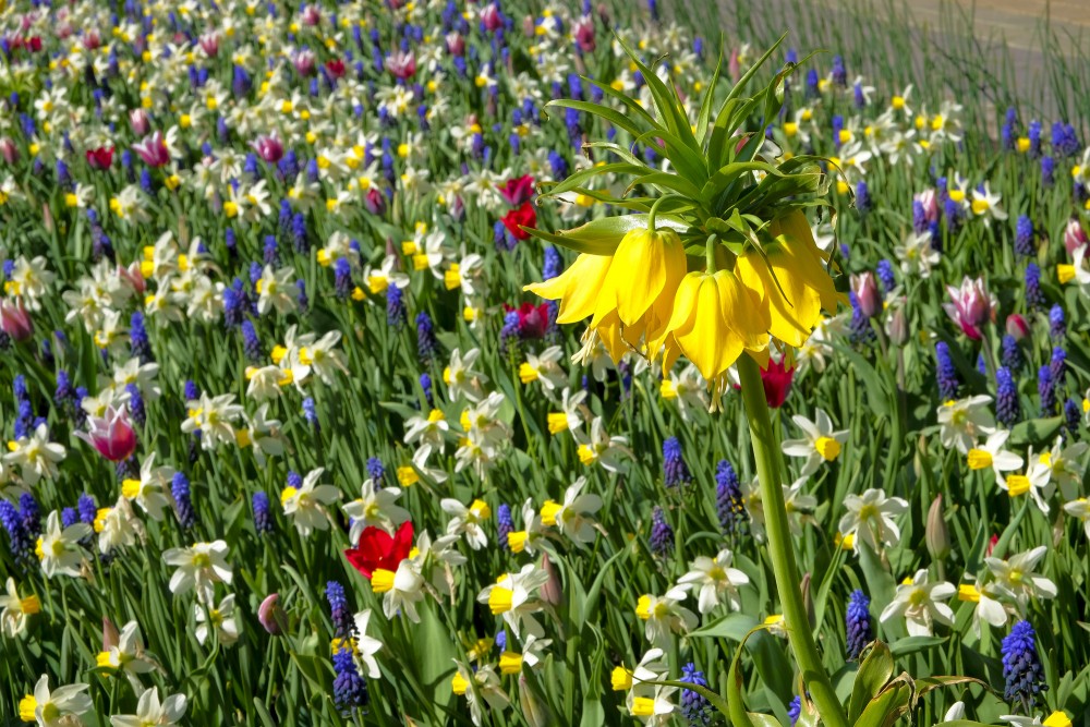 Puķu dobe ar Ķeizarisko fritilāriju