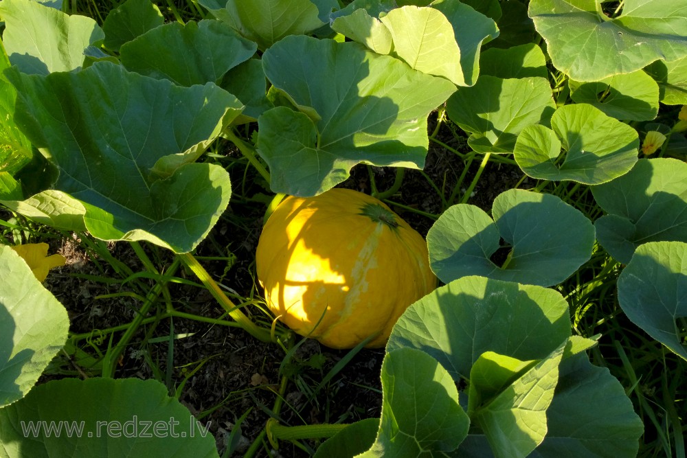 Pumpkin