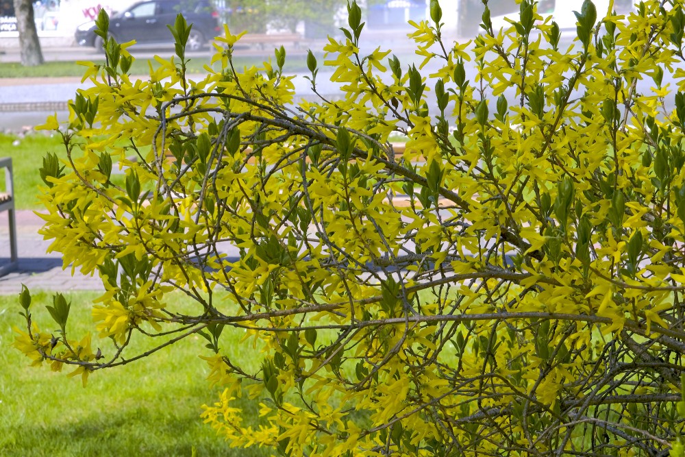 Ziedoša forsītija Ventspils Jaunpilsētas laukumā