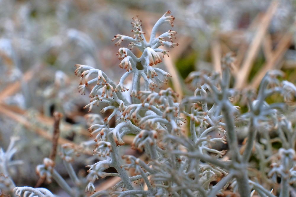 Briežu ķērpis (Cladonia rangiferina)