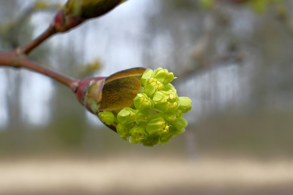 Parastā kļavas ziedi
