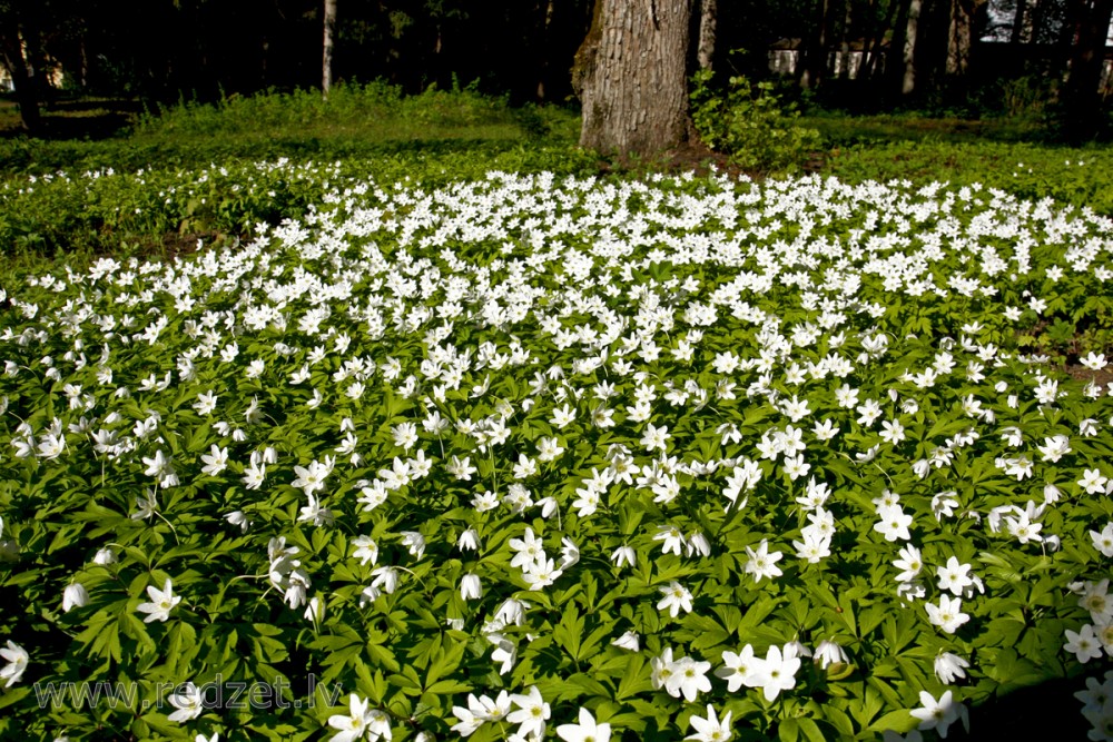 Wood anemone, Windflower, Thimbleweed, Smell fox
