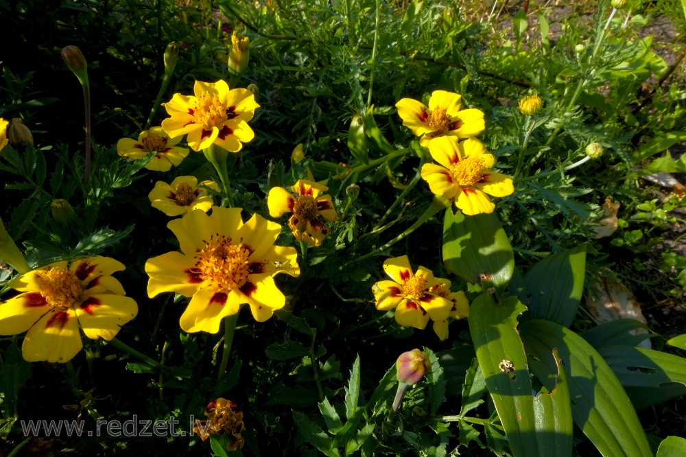 Zemā samtene (Tagetes patula)