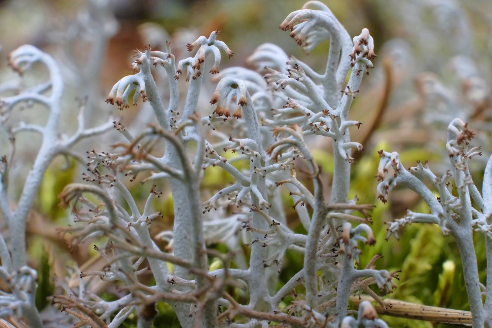 Reindeer cup lichen,Reindeer lichen, Grey reindeer lichen