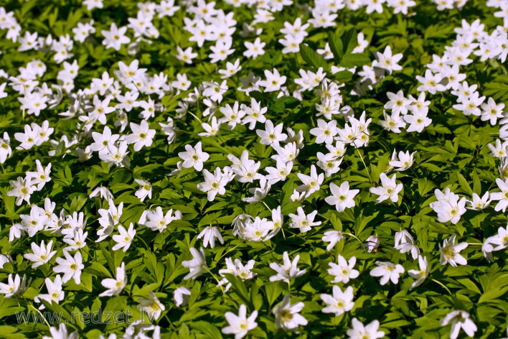 Wood anemone, Windflower, Thimbleweed, Smell fox