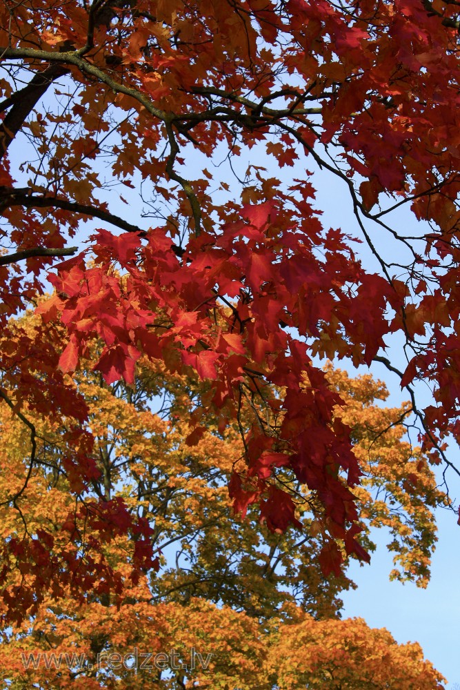 Sarkanas kļavas lapas rudenī