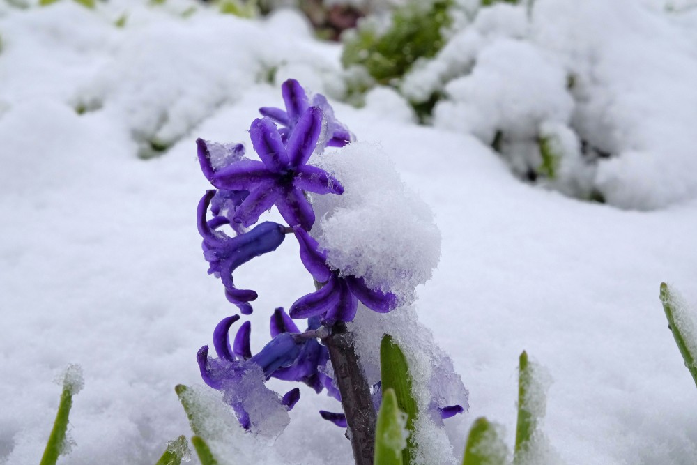 Hyacinth Flower Covered in Snow