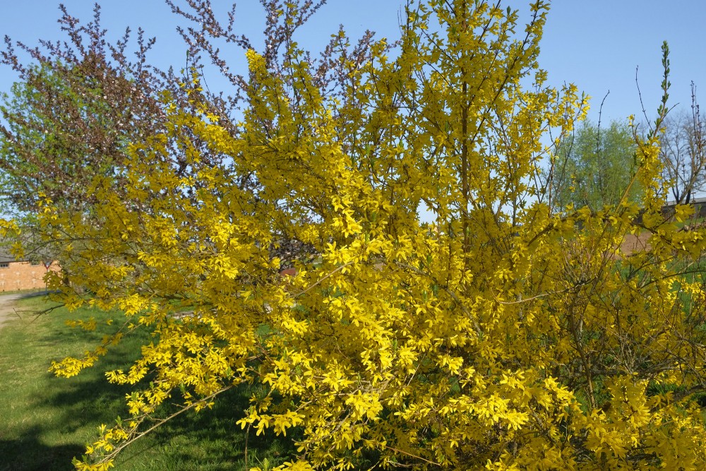 Ziedošs forsītijas krūms